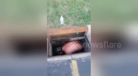 Man rescues snapping turtle barehanded after it fell into a sewer drain