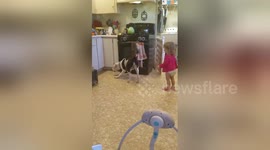 Dog chasing bubbles around a kitchen