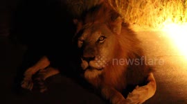 Lion roars and 'winks' at cameraman in Kruger National Park