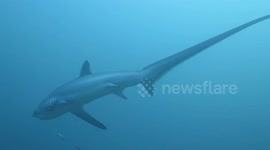 Thresher Sharks in Malapascua, Philippines