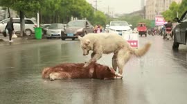 Distressing moment dog tries to wake up its friend killed by car