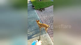 Family of ducklings chase chihuahua