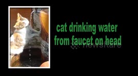 Cat drinking water from faucet on head