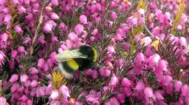 Bumblebees in flowering Erica with slow-motion flight near Balmoral, Scotland