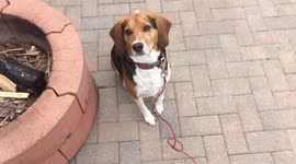 Cute dog gets huge bone