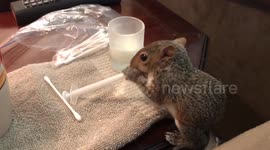 Newsflare Edit - Impatient baby squirrel attempts to feed herself