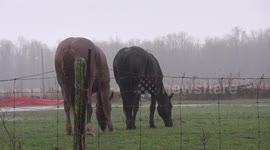 Horses get scared by thunder while grazing in field
