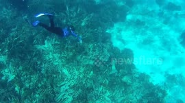 Turtle in Similian Island Phuket Tailand