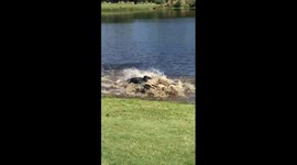 Gator fight in North Carolina