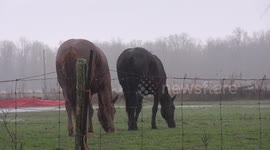 Horses get scared by thunder while grazing in field