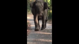 Protective mother elephant charges car in Jim Corbett National Park