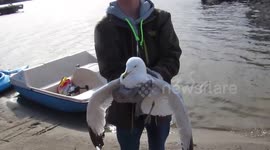 Seagull Rescue ~ Letting him go