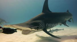 Spectacular close up footage of graceful great hammerhead sharks