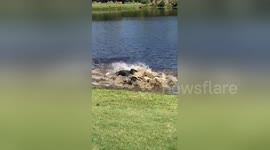 Newsflare Edit - Gator fight in North Carolina