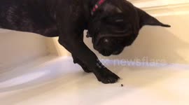 French bulldog puppy is baffled by carpenter ant