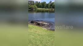 Ferocious alligators fight on golf course in North Carolina