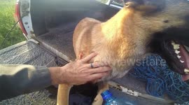 Huge python attacks anti-poaching dog in Swaziland reserve