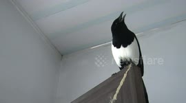 Three-year-old magpie says hello to owner