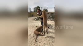 Friendly lion cubs can't stop hugging their carer