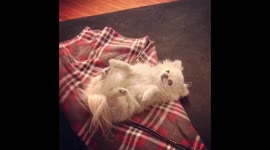 Dog owner rolls tiny Pomeranian into adorable 'burrito'
