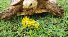 Hungry tortoise loves eating dandelions