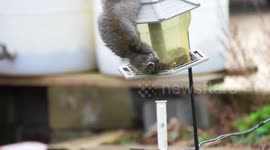 Acrobat Squirrel Hangs by one leg on the bird Feeder
