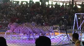 tiger saying bye at pattaya zoo