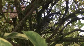 Crested Pigeon bird in the tree