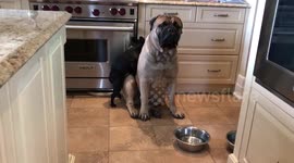 French bulldog getting frisky with huge Bullmastiff