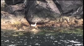 Seal pup does front flip off rock