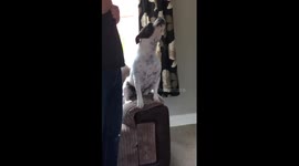 Singing dog