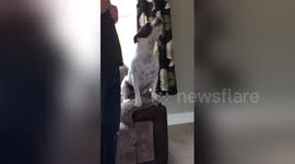 Newsflare Edit - Singing dog