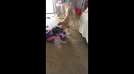 Loyal dog plays ball with baby