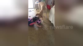 Newsflare Edit - Loyal dog plays ball with baby