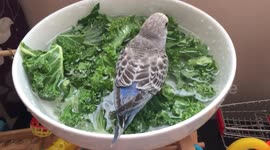 Monday morning budgie bath