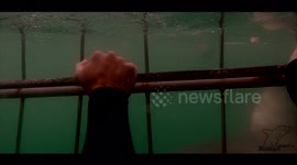 Great white shark bumping the cage in South Africa