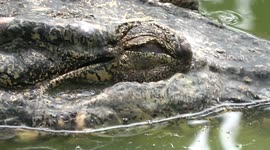 Crocodiles jumping for chicken meat in Sarawak