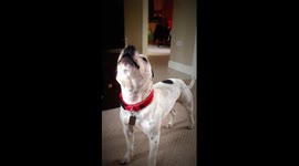 Dog Howling to Owner