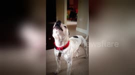 Newsflare Edit - Dog Howling to Owner