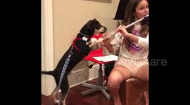 Puppy is fascinated when hearing the flute for the first time