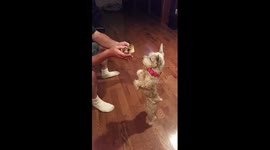 This puppy meeting a baby duck for the first time is amazing