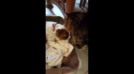 Caesar loves baby Gertrude