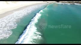 Great White Sharks on a feeding Frenzy!!!