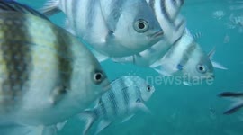 Tropical fish