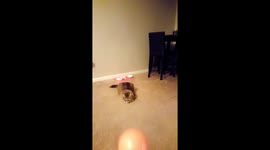 My catdog plays catch