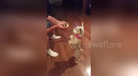 Newsflare Edit - Schnauzer puppy meeting baby duck for first time.