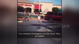 Newsflare Edit - Kangaroo chase in Las Vegas