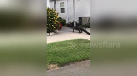 'Camera shy' gator roams around Florida neighbourhood