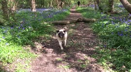 Pug who went viral for failing to jump over log finally leaps over his nemesis