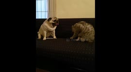 Pugandcat Sofa wara